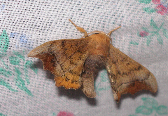 Bombycidae : Oberthueria caeca OBERTHÜR, 1880. Tigrovoy, 22 juin 2011. Photo : J. Michel