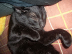PIATA felizmente adoptado