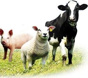 [livestock%255B5%255D.jpg]