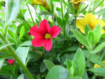 IMG_9836.JPG