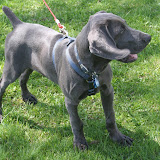 20100420Puppies