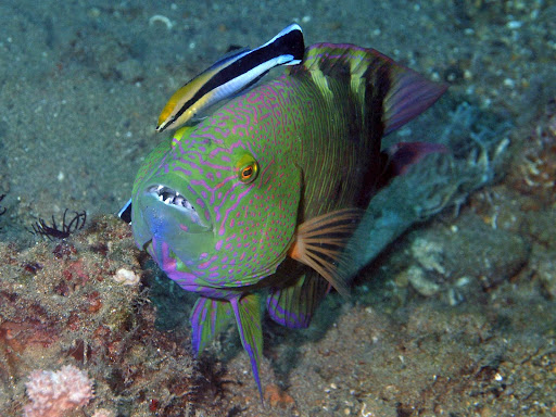 Tripletail Maori Wrasse