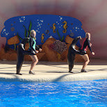 sea lion dance in Miami, Florida, United States