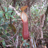 Small pitcher plant on Trusmadi (Daniel Quinn, July 2011)