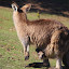Mama Kangaroo With Her Joey - Hobart, Australia