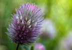 Wildflowerd (1 of 1).jpg