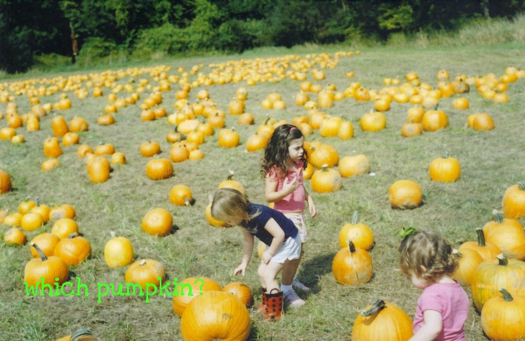 [pumpkinpatch13.jpg]