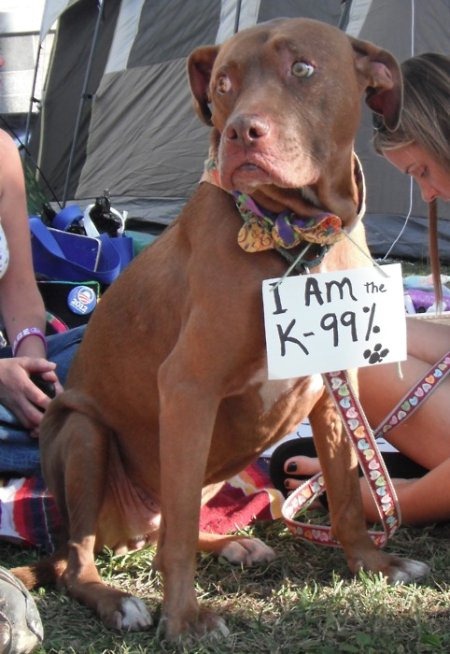 cute-pets-at-occupy-wall-street-03