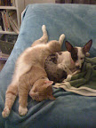 More than fine, actually -- I often discovered her lounging in the afternoon sun like a lady of leisure with my uber-tolerant rescued feline, Max.