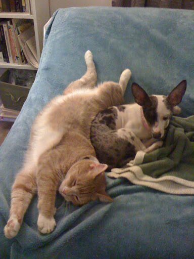 More than fine, actually -- I often discovered her lounging in the afternoon sun like a lady of leisure with my uber-tolerant rescued feline, Max.