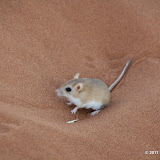 Dune Hairy-footed Gerbil (Gerbillurus tytonis) - white spots behind the eyes distinguish him from the standard Hairy-footed Gerbil