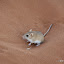 Dune Hairy-footed Gerbil (Gerbillurus tytonis) - white spots behind the eyes distinguish him from the standard Hairy-footed Gerbil