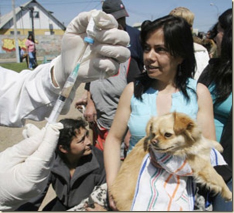 vacunas para perros cachorros3