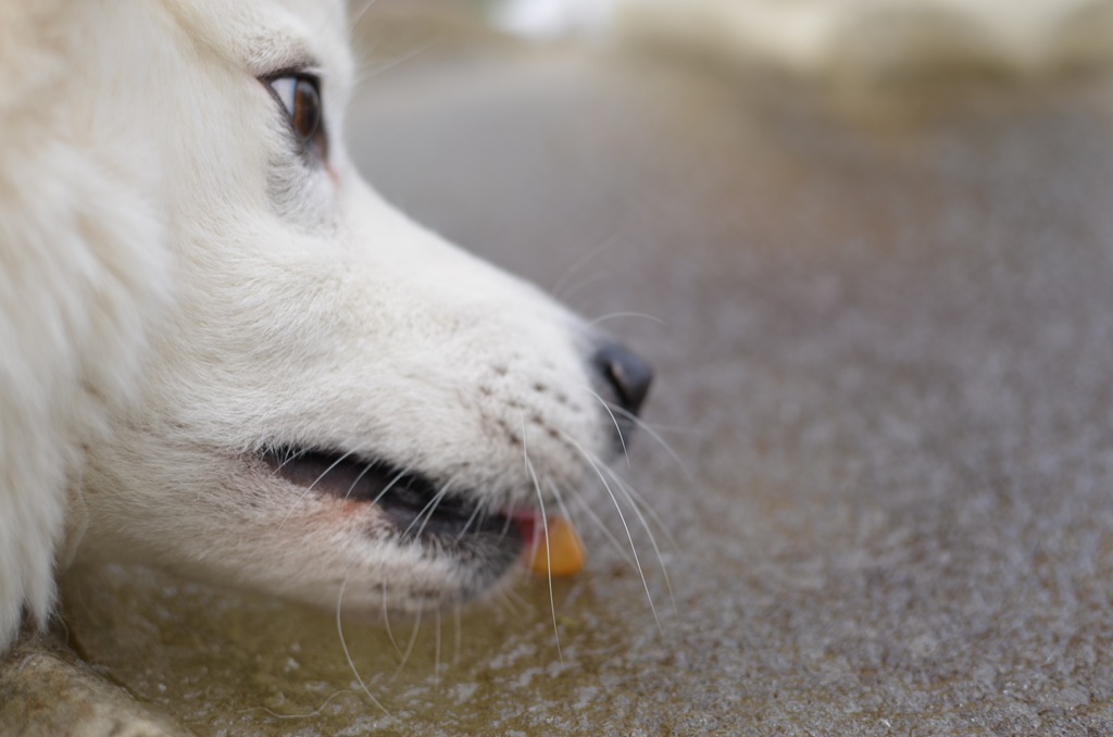 [DSC_0033%255B4%255D.jpg]