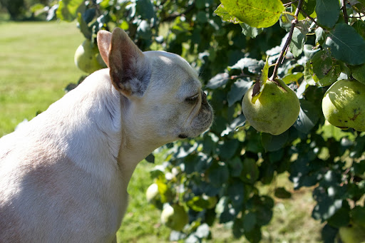 However, when Charles Knox developed powdered gelatin in 1890, quince trees grew out of favor. Sadly, today, quince trees are quite a rarity. However, when Charles Knox developed powdered gelatin in 1890, quince trees grew out of favor. Sadly, today, quince trees are quite a rarity.