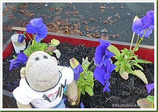 pansy box pansy box