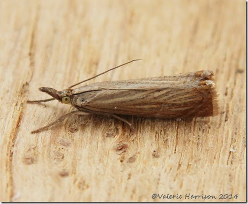 Chrysoteuchia-culmella Chrysoteuchia-culmella