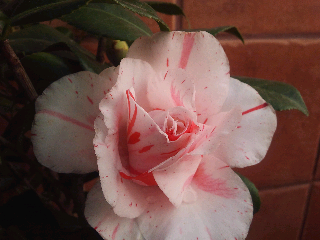 Mi patio y mis balcones.