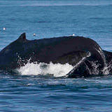 Humpback whale