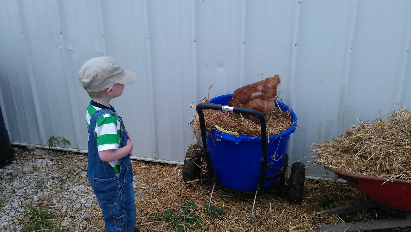 Chickens