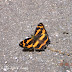Nymphalidae%25252c%252520symbrenthia%252520sp%25252c%252520jester
