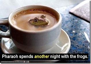 frogs frogs