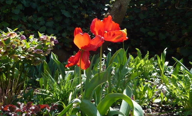 [tulips2%255B4%255D.jpg]