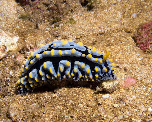 P5263663