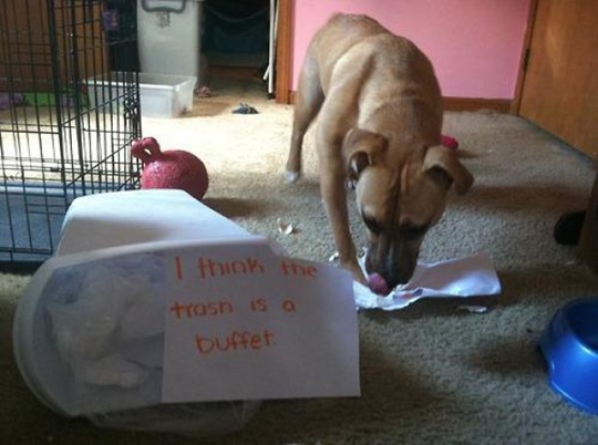 [dog-shaming-bad-22%255B2%255D.jpg]