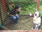 And here are some of my chicken relatives! They were so welcoming and even offered to share some of their dinner with me!