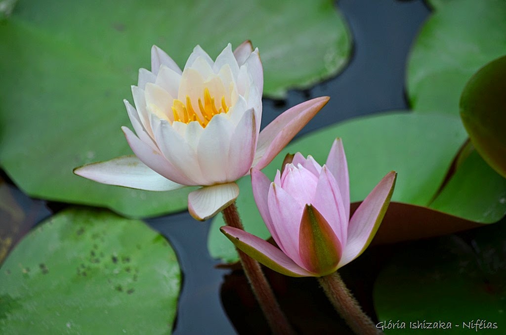 [Glria-Ishizaka---flor-de-lotus3.jpg]
