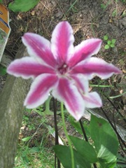 clematis 2011 elaine striped