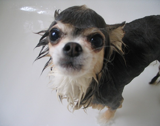 Banho canino.
