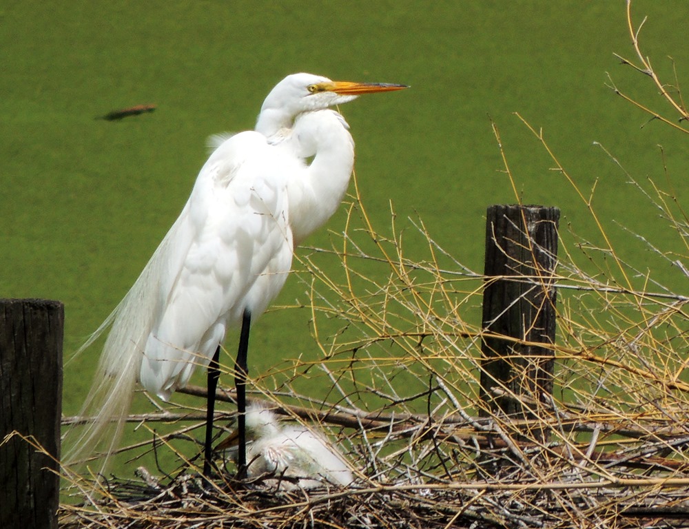 [egret-and-baby5.jpg]