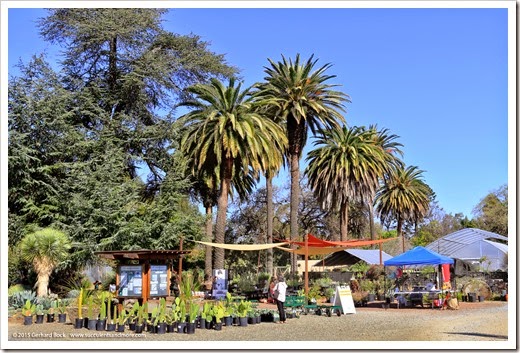 Expanded retail nursery at the Ruth Bancroft Garden