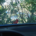 Northern Cardinal (male)