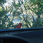 Northern Cardinal (male)