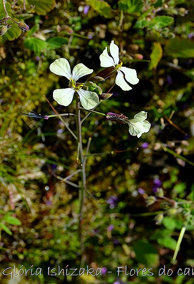 Glória Ishizaka -flor  16