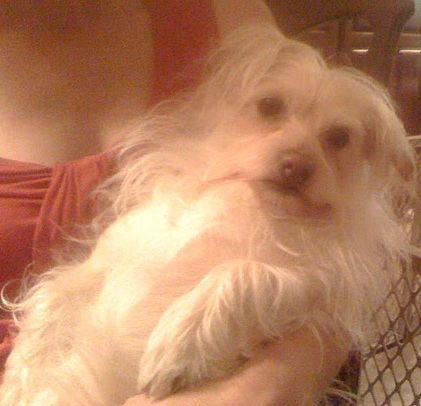 Instead of seeing a paralyzed dog in front of her, Christie saw a lovable animal who needed a second chance. She immediately brought her to her vet, who assessed her as a perfectly healthy dog who would just need a patient, loving human to help her adjust to life with 2 rather than 4 functioning legs. Instead of seeing a paralyzed dog in front of her, Christie saw a lovable animal who needed a second chance. She immediately brought her to her vet, who assessed her as a perfectly healthy dog who would just need a patient, loving human to help her adjust to life with 2 rather than 4 functioning legs.