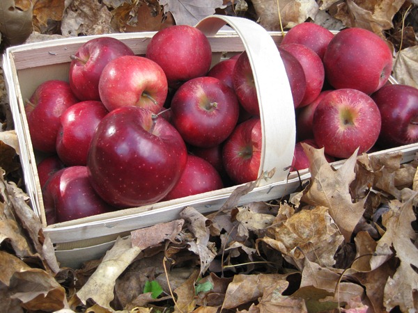 [apples%255B3%255D.jpg]