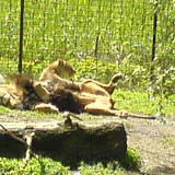 Zoo Zoo