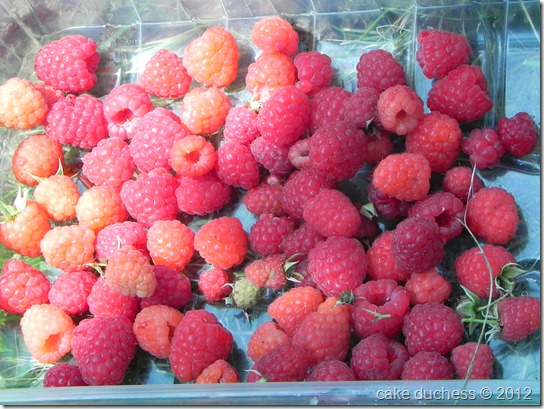 raspberry-picking-2 raspberry-picking-2