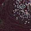 13114323-p.jpg
