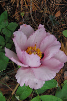 2014 április 26 Kámoni arborétum Paeonia suffruticosa fás bazsarózsa (4).jpg