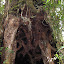 Large old tree, the trail goes under it!