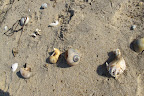 Good find, G.K.!  The conical ones are typically from snails!  Snails are not bivalves, but univalves, called gastropods.  They're in the same family as their shell-less brother the slug.  Horrors!