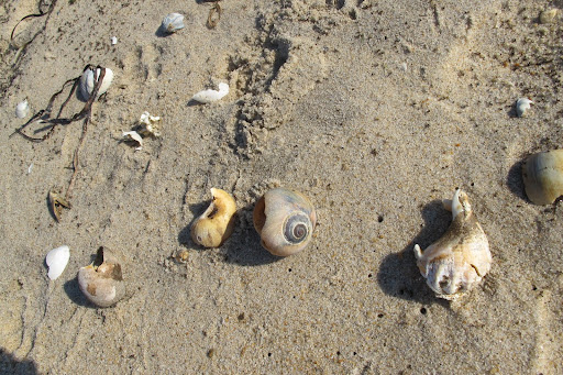 Good find, G.K.!  The conical ones are typically from snails!  Snails are not bivalves, but univalves, called gastropods.  They're in the same family as their shell-less brother the slug.  Horrors!