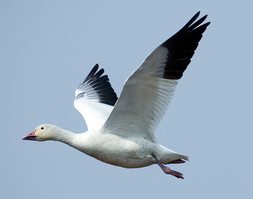 [flying%2520snow%2520goose%255B3%255D.jpg]