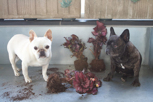 I heard that Martha's sister, Laura, rescued them from an outdoor urn that was about to get zapped by freezing temperatures. I heard that Martha's sister, Laura, rescued them from an outdoor urn that was about to get zapped by freezing temperatures.