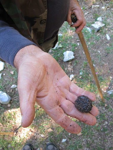 A truffle is an underground mushroom with unique taste and aroma that is sought after by many gourmands.  This truffle was found in the hills of Spoleto, Italy.
